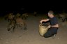 <p>Balázs Buzás feed wild Spotted Hyenas (<em>Crouta crocuta</em>) near the Fallana Gate in Harar, ETHIOPIA</p>